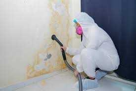 Best Basement Mold Removal  in Mars Hill, NC